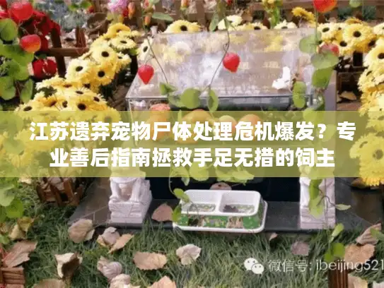 江苏遗弃宠物尸体处理危机爆发？专业善后指南拯救手足无措的饲主