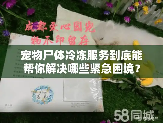 宠物尸体冷冻服务到底能帮你解决哪些紧急困境？