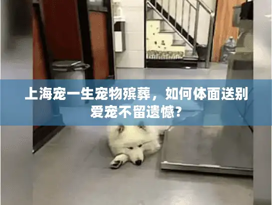 上海宠一生宠物殡葬，如何体面送别爱宠不留遗憾？