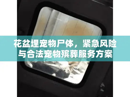 花盆埋宠物尸体，紧急风险与合法宠物殡葬服务方案