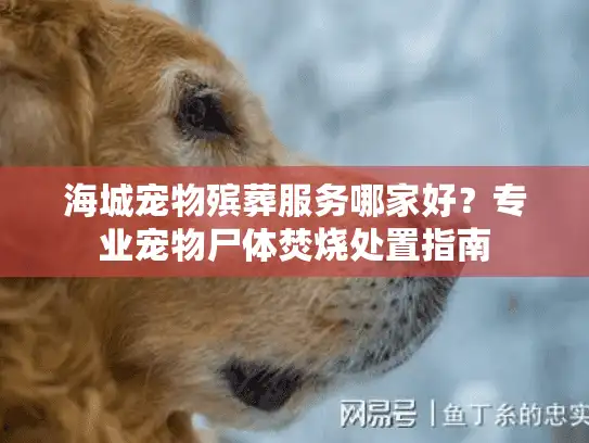 海城宠物殡葬服务哪家好？专业宠物尸体焚烧处置指南