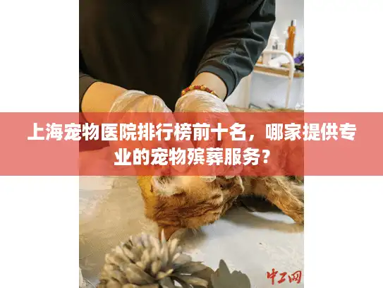 上海宠物医院排行榜前十名，哪家提供专业的宠物殡葬服务？