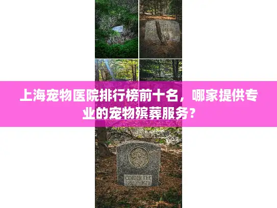 上海宠物医院排行榜前十名，哪家提供专业的宠物殡葬服务？