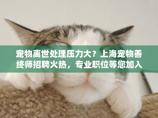 宠物离世处理压力大？上海宠物善终师招聘火热，专业职位等您加入！