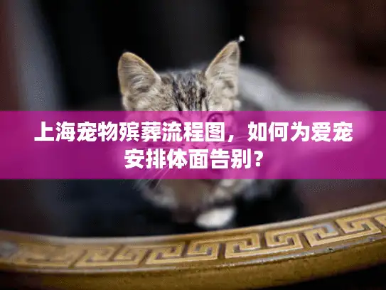 上海宠物殡葬流程图，如何为爱宠安排体面告别？