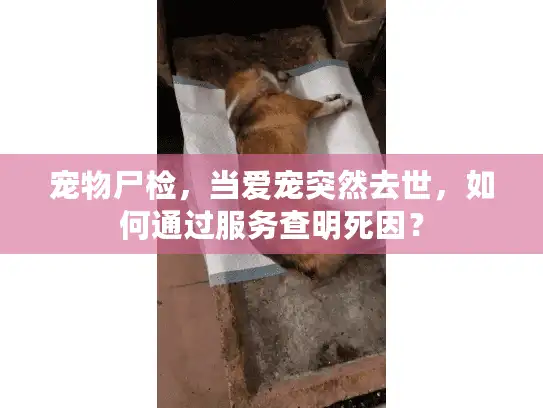 宠物尸检，当爱宠突然去世，如何通过服务查明死因？