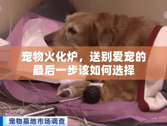 宠物火化炉，送别爱宠的最后一步该如何选择