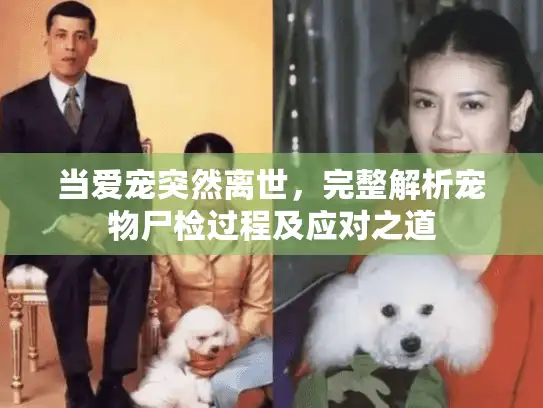 当爱宠突然离世，完整解析宠物尸检过程及应对之道