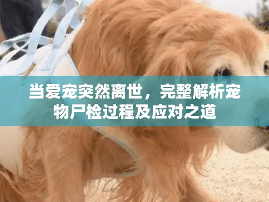 当爱宠突然离世，完整解析宠物尸检过程及应对之道