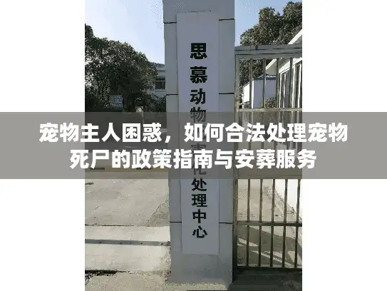 宠物主人困惑，如何合法处理宠物死尸的政策指南与安葬服务
