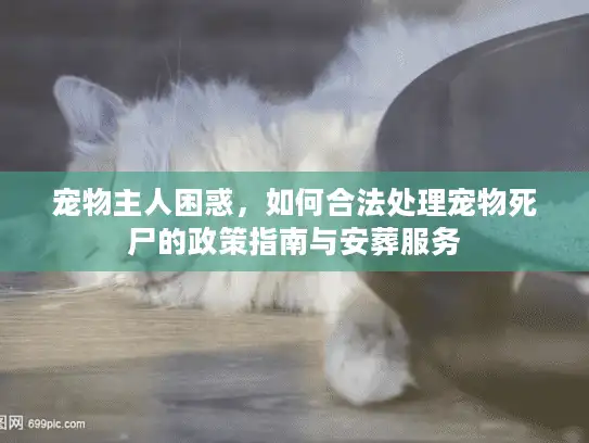 宠物主人困惑，如何合法处理宠物死尸的政策指南与安葬服务