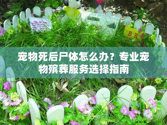 宠物死后尸体怎么办？专业宠物殡葬服务选择指南