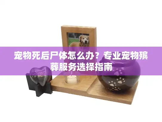 宠物死后尸体怎么办？专业宠物殡葬服务选择指南