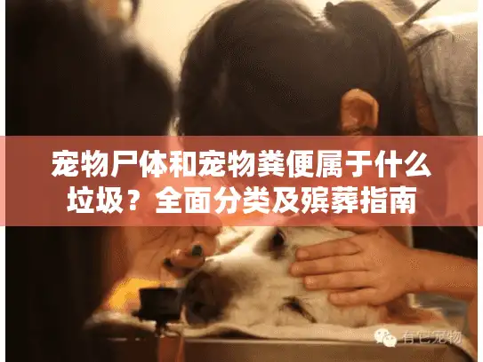 宠物尸体和宠物粪便属于什么垃圾？全面分类及殡葬指南