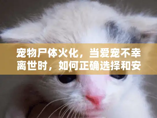 宠物尸体火化，当爱宠不幸离世时，如何正确选择和安排专业服务？