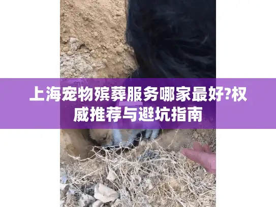 上海宠物殡葬服务哪家最好?权威推荐与避坑指南