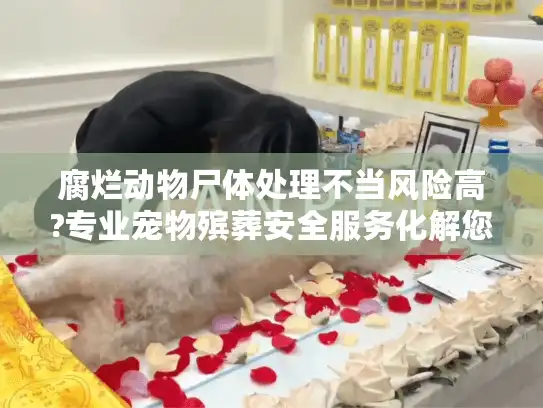 腐烂动物尸体处理不当风险高?专业宠物殡葬安全服务化解您的困境