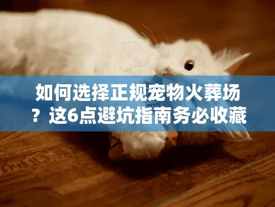 如何选择正规宠物火葬场？这6点避坑指南务必收藏