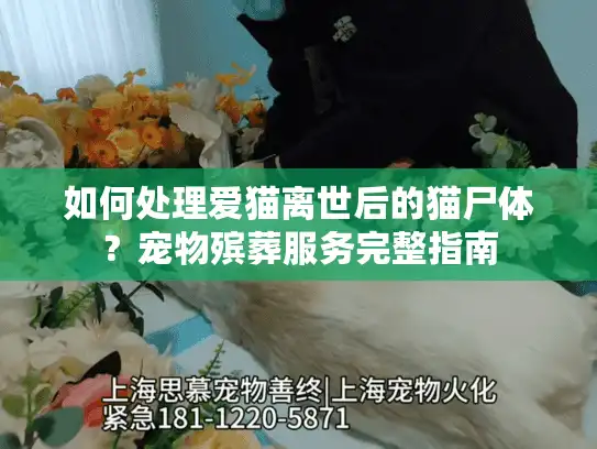如何处理爱猫离世后的猫尸体？宠物殡葬服务完整指南