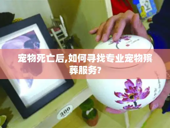 宠物死亡后,如何寻找专业宠物殡葬服务?