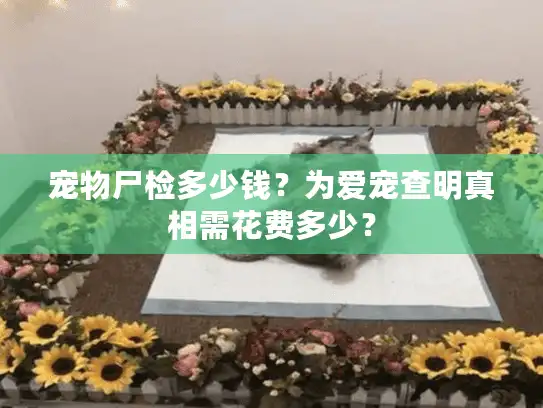 宠物尸检多少钱？为爱宠查明真相需花费多少？