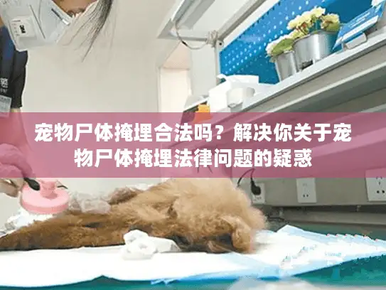 宠物尸体掩埋合法吗？解决你关于宠物尸体掩埋法律问题的疑惑