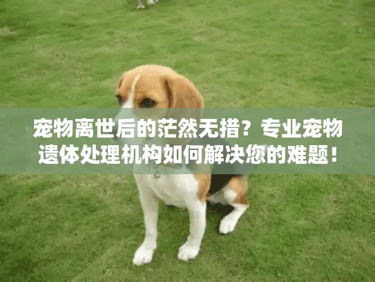 宠物离世后的茫然无措？专业宠物遗体处理机构如何解决您的难题！