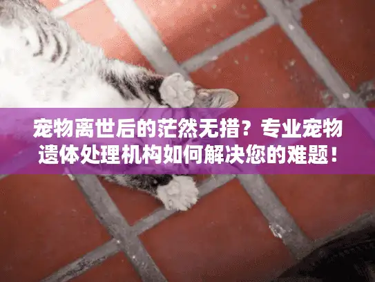 宠物离世后的茫然无措？专业宠物遗体处理机构如何解决您的难题！