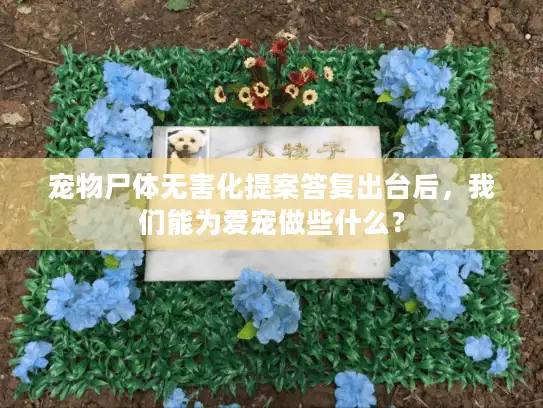 宠物尸体无害化提案答复出台后，我们能为爱宠做些什么？