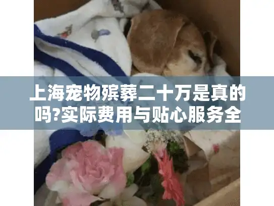 上海宠物殡葬二十万是真的吗?实际费用与贴心服务全解析