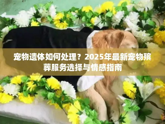 宠物遗体如何处理？2025年最新宠物殡葬服务选择与情感指南