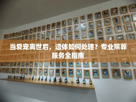 当爱宠离世后，遗体如何处理？专业殡葬服务全指南