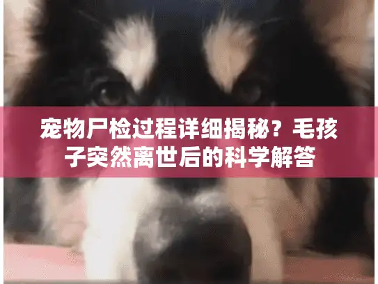 宠物尸检过程详细揭秘？毛孩子突然离世后的科学解答
