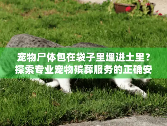 宠物尸体包在袋子里埋进土里？探索专业宠物殡葬服务的正确安葬方式
