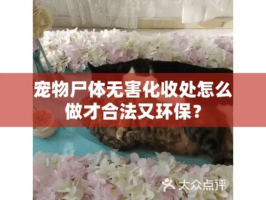宠物尸体无害化收处怎么做才合法又环保？