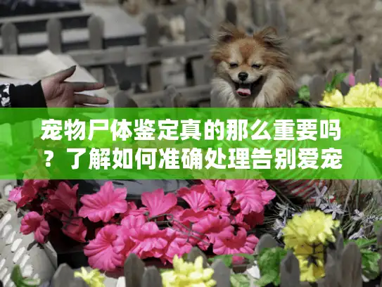 宠物尸体鉴定真的那么重要吗？了解如何准确处理告别爱宠