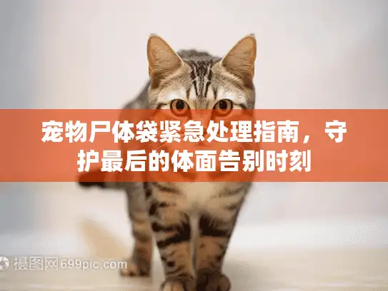 宠物尸体袋紧急处理指南，守护最后的体面告别时刻