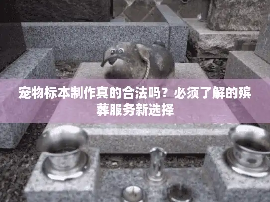 宠物标本制作真的合法吗？必须了解的殡葬服务新选择