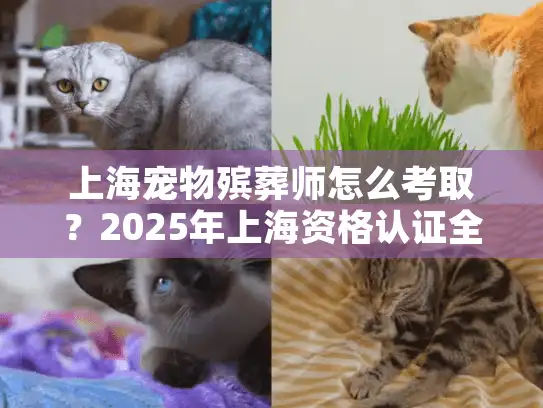 上海宠物殡葬师怎么考取？2025年上海资格认证全流程详解