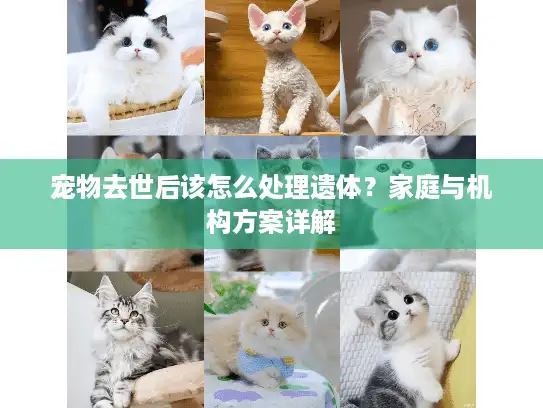 宠物去世后该怎么处理遗体？家庭与机构方案详解