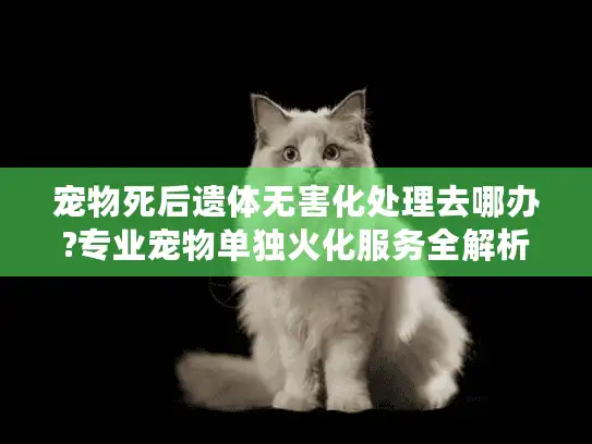 宠物死后遗体无害化处理去哪办?专业宠物单独火化服务全解析