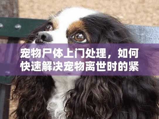 宠物尸体上门处理，如何快速解决宠物离世时的紧急需求？
