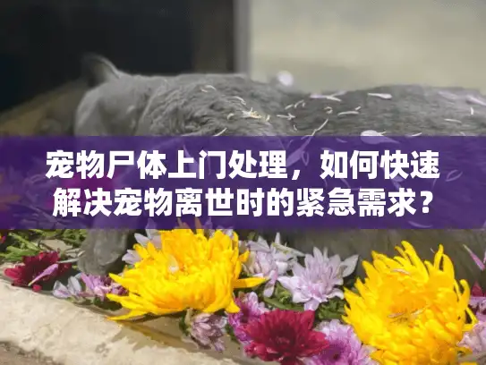 宠物尸体上门处理，如何快速解决宠物离世时的紧急需求？