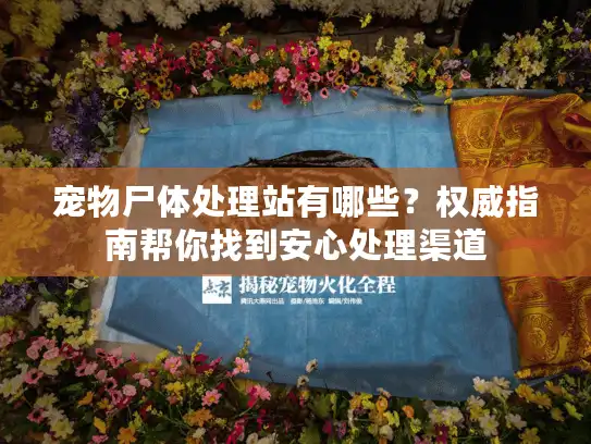 宠物尸体处理站有哪些？权威指南帮你找到安心处理渠道