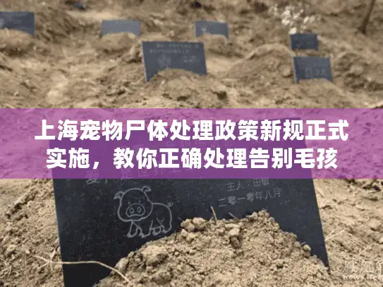 上海宠物尸体处理政策新规正式实施，教你正确处理告别毛孩