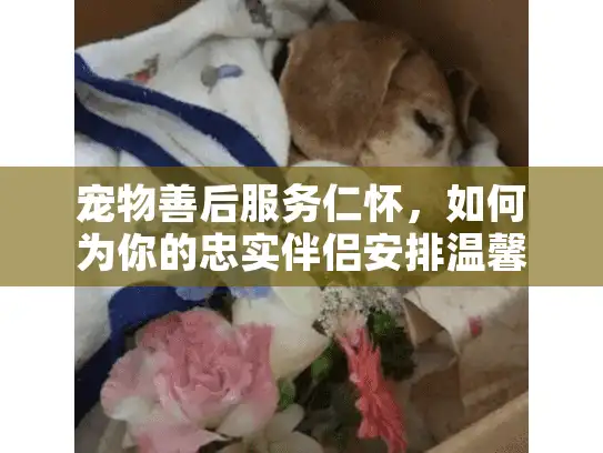 宠物善后服务仁怀，如何为你的忠实伴侣安排温馨的告别？