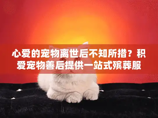 心爱的宠物离世后不知所措？积爱宠物善后提供一站式殡葬服务解决方案