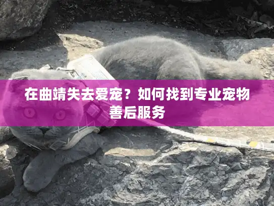 在曲靖失去爱宠？如何找到专业宠物善后服务