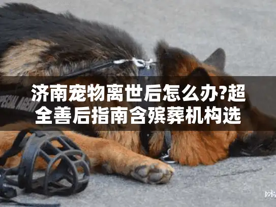济南宠物离世后怎么办?超全善后指南含殡葬机构选择避坑