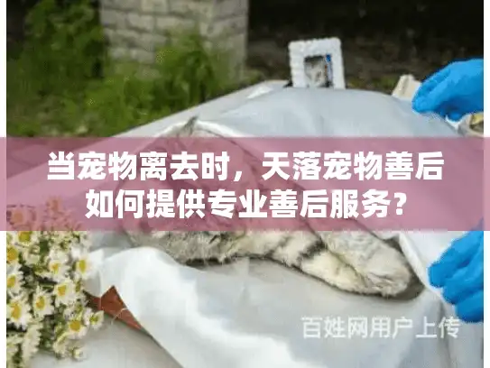 当宠物离去时，天落宠物善后如何提供专业善后服务？